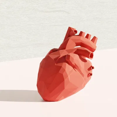 **Mô hình trái tim giải phẫu phong cách Low Poly**