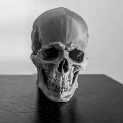 *Hộp sọ người chi tiết với thiết kế thực tế*