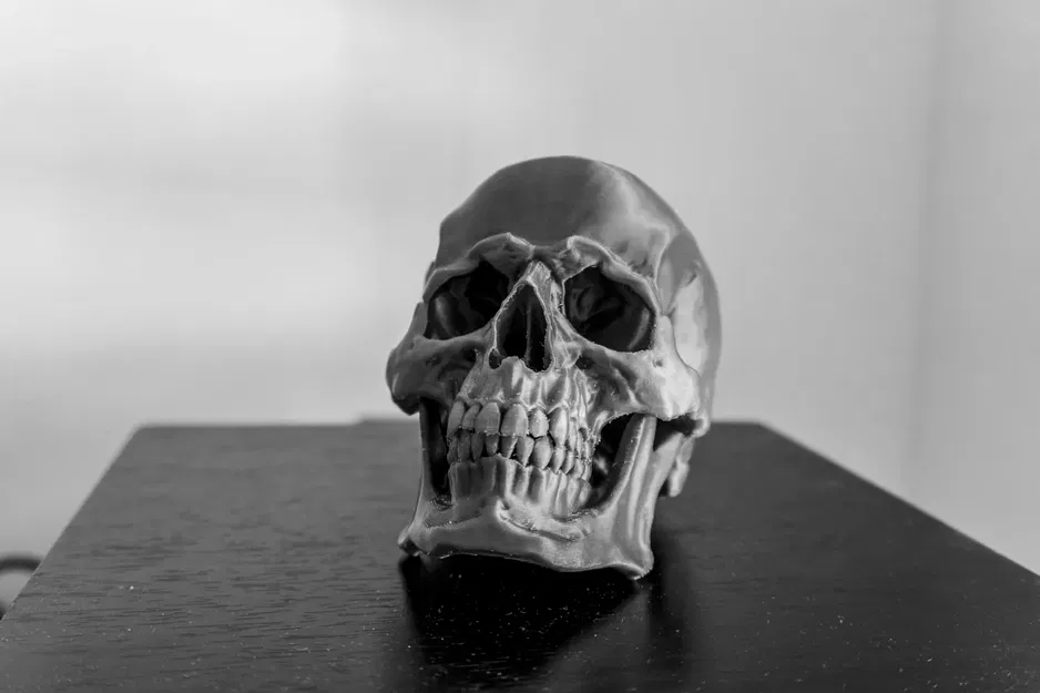 *Hộp sọ người chi tiết với thiết kế thực tế* - Image 2