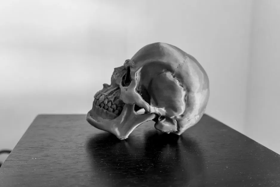 *Hộp sọ người chi tiết với thiết kế thực tế* - Image 3