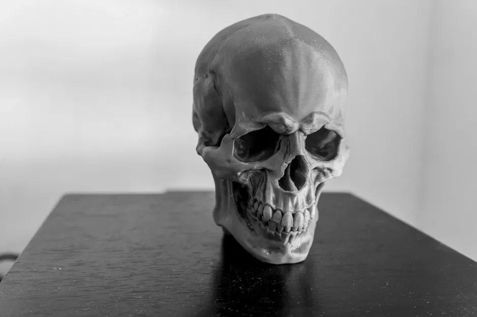 *Hộp sọ người chi tiết với thiết kế thực tế* - Image 5