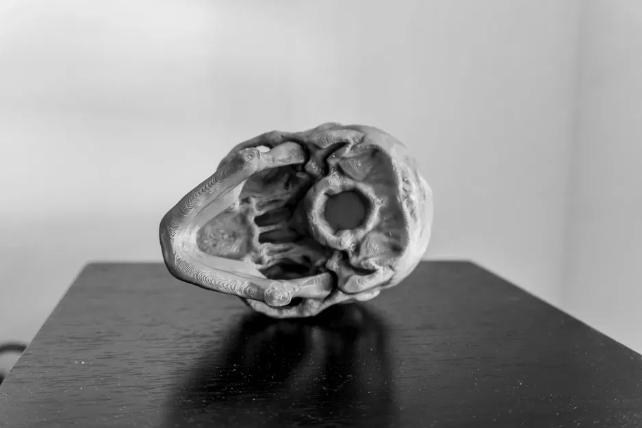 *Hộp sọ người chi tiết với thiết kế thực tế* - Image 6