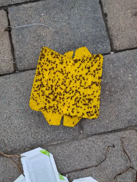 Hộp vệ sinh bẫy ruồi quả óc chó WalnutFlyTrapBox v1 - Image 2