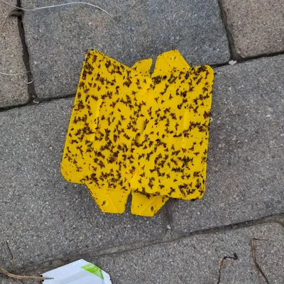 Hộp vệ sinh bẫy ruồi quả óc chó WalnutFlyTrapBox v1