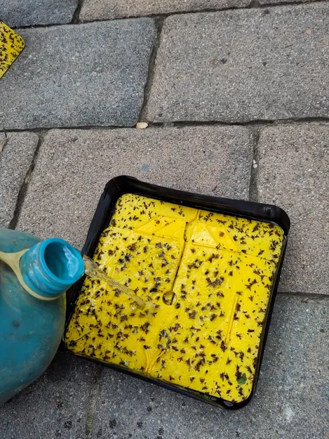 Hộp vệ sinh bẫy ruồi quả óc chó WalnutFlyTrapBox v1 - Image 3