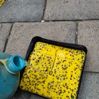 Hộp vệ sinh bẫy ruồi quả óc chó WalnutFlyTrapBox v1