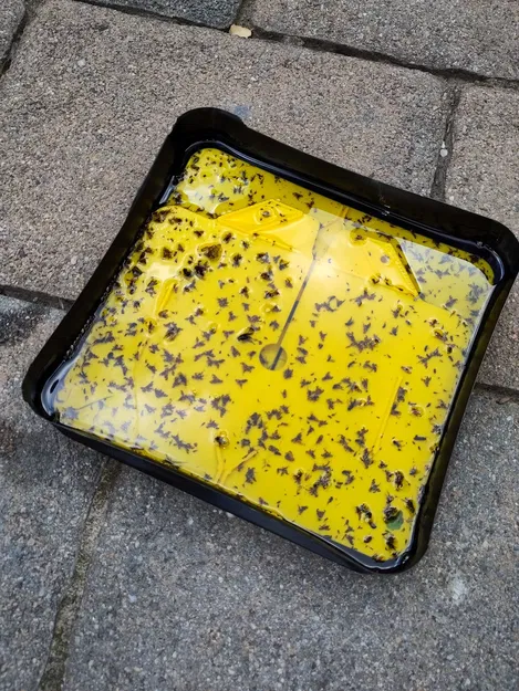 Hộp vệ sinh bẫy ruồi quả óc chó WalnutFlyTrapBox v1 - Image 4