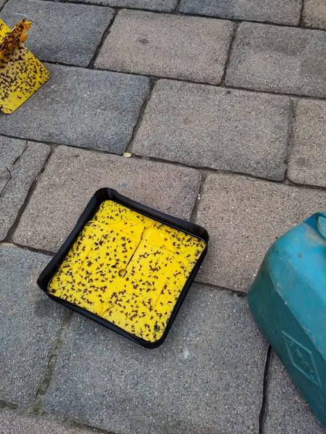 Hộp vệ sinh bẫy ruồi quả óc chó WalnutFlyTrapBox v1 - Image 5