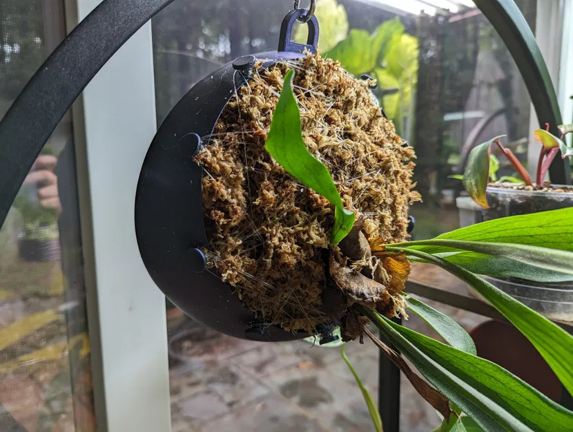 Giá treo cây dương xỉ sừng hươu treo tường - Image 1