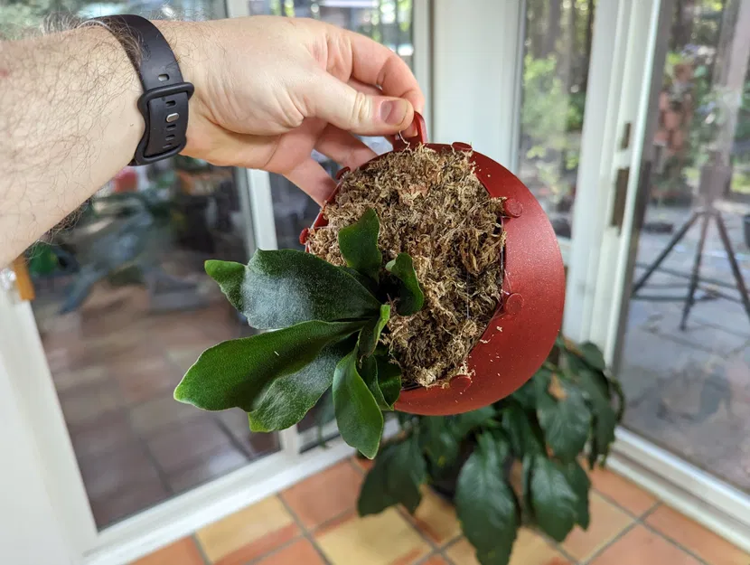 Giá treo cây dương xỉ sừng hươu treo tường - Image 2