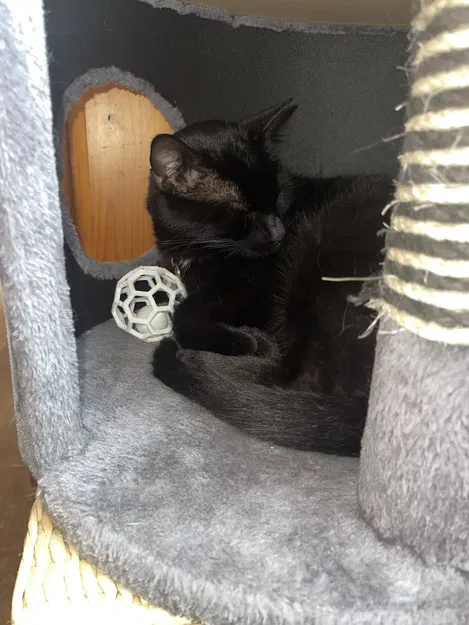 Bóng chơi cho mèo trong hình dạng lục giác - Image 1