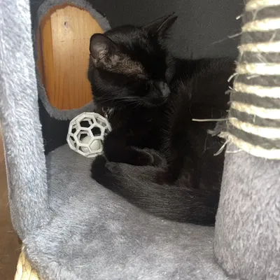 Bóng chơi cho mèo trong hình dạng lục giác