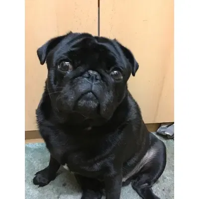 Chú chó pug Buddy của Josef Prusa