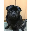 Chú chó pug Buddy của Josef Prusa - Thumbnail 3