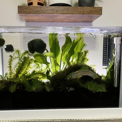 Giá đỡ nổi cho bóng Marimo và rêu trong bể cá