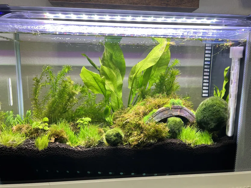 Giá đỡ nổi cho bóng Marimo và rêu trong bể cá - Image 7