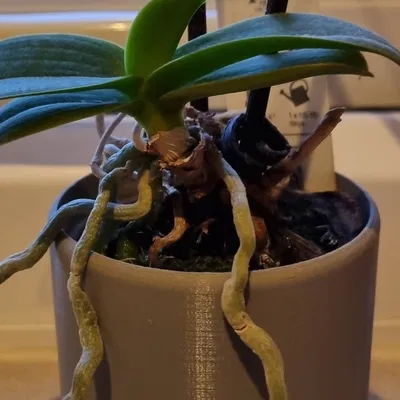 Chậu cây nhỏ trang trí nội thất hiện đại