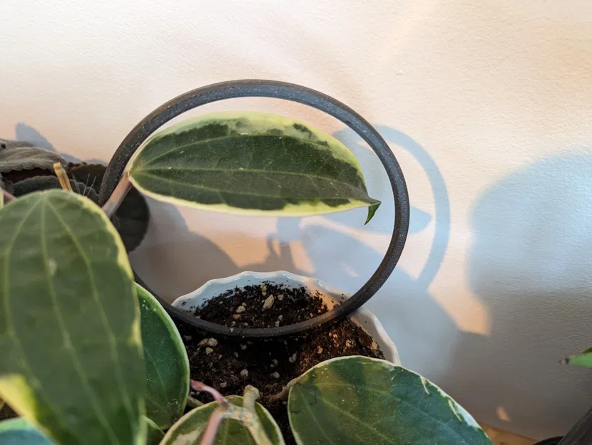 Giá đỡ cây dây leo đơn giản cho không gian sống - Image 1