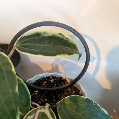 Giá đỡ cây dây leo đơn giản cho không gian sống