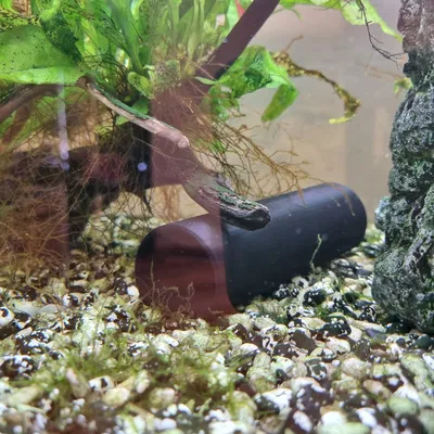 Hang cá cho cá cảnh sinh sản và nghỉ ngơi