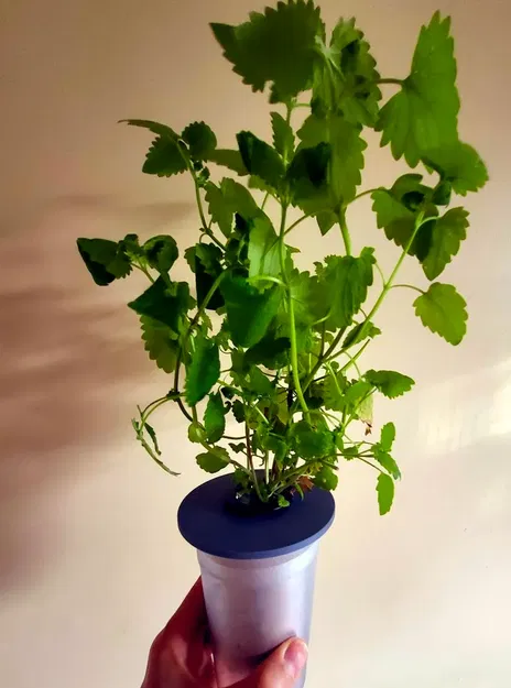 Nắp hộp Pot Noodle cho chậu trồng cây phương pháp Kratky, lỗ 32mm - Image 1