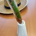 Giá đỡ Bambu cho ống thử IKEA DRACAENA - Thumbnail 5