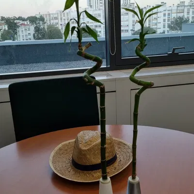 Giá đỡ Bambu cho ống thử IKEA DRACAENA