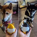 Chó Shiba Inu hình trứng đa sắc màu - Thumbnail 2
