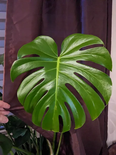 Đế lót ly hình lá Monstera Deliciosa - Image 2