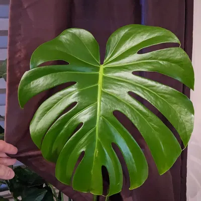 Đế lót ly hình lá Monstera Deliciosa