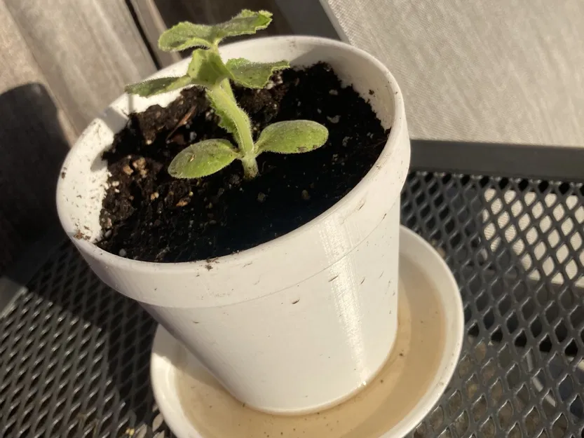 Chậu cây Not-A-Clay độc đáo cho trang trí nhà cửa - Image 3