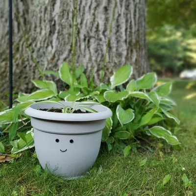 Chậu hoa đơn giản nhưng tuyệt vời