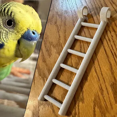 Thang leo cho chim vẹt giúp thư giãn trong lồng nuôi