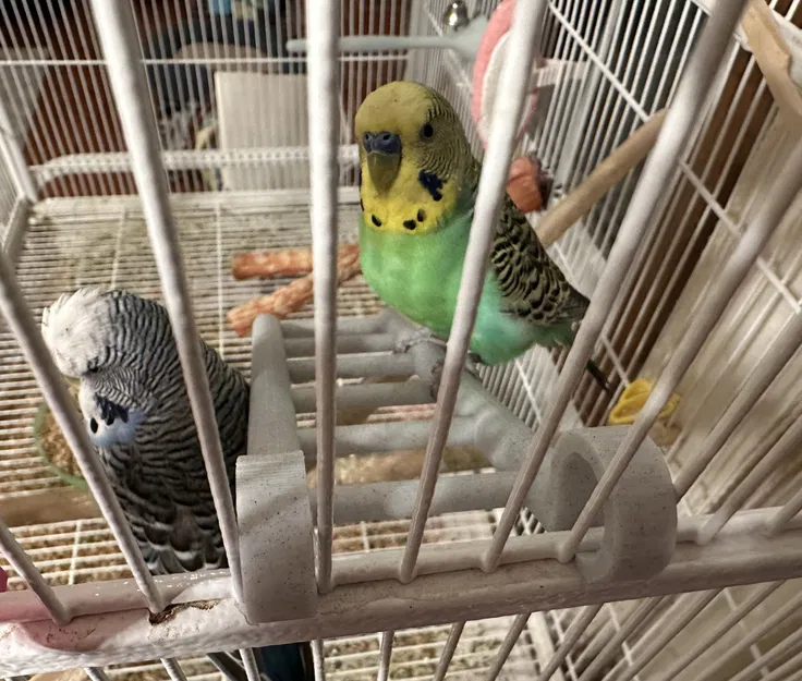 Thang leo cho chim vẹt giúp thư giãn trong lồng nuôi - Image 3