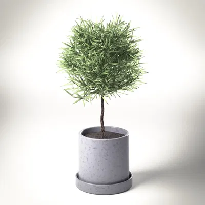 Cây trang trí trong chậu đẹp mắt