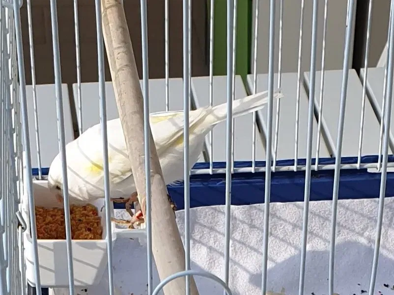 Giá đỡ thức ăn cho chim trong lồng - Image 4