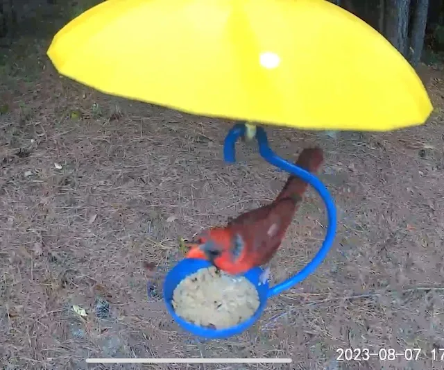 Giá đỡ camera Wyze cho móc cắm đôi ngoài trời - Image 4