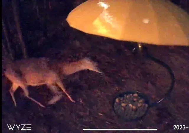 Giá đỡ camera Wyze cho móc cắm đôi ngoài trời - Image 5