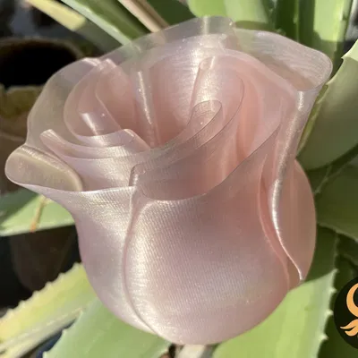 Bình hoa hồng thiết kế in chế độ xoắn ốc