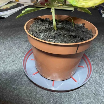 Đế ly đa sắc cho chậu hoa