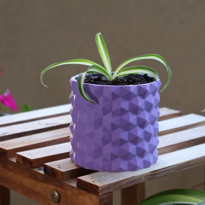 Chậu cây hình lục giác có lỗ thoát nước