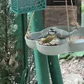 Đồ ăn cho chim và bồn tắm chim xinh xắn - Thumbnail 3