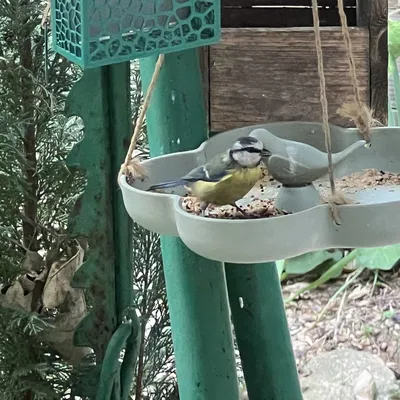 Đồ ăn cho chim và bồn tắm chim xinh xắn