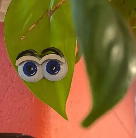 Đôi mắt cho cây xanh - Thêm phần thú vị cho bạn bè thực vật - Image 1