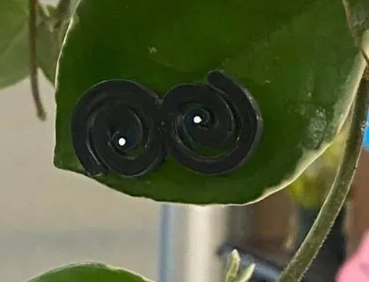 Đôi mắt cho cây xanh - Thêm phần thú vị cho bạn bè thực vật - Image 2