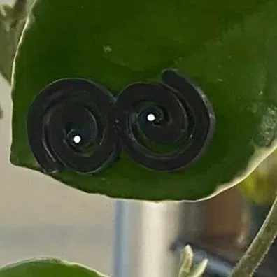 Đôi mắt cho cây xanh - Thêm phần thú vị cho bạn bè thực vật