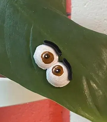 Đôi mắt cho cây xanh - Thêm phần thú vị cho bạn bè thực vật - Image 3