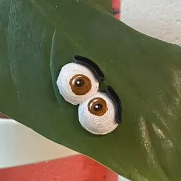 Đôi mắt cho cây xanh - Thêm phần thú vị cho bạn bè thực vật