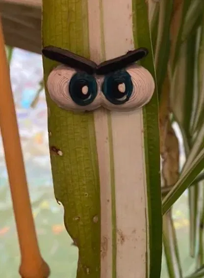 Đôi mắt cho cây xanh - Thêm phần thú vị cho bạn bè thực vật - Image 4