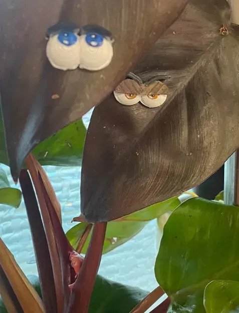 Đôi mắt cho cây xanh - Thêm phần thú vị cho bạn bè thực vật - Image 5